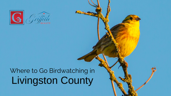 Birdwatching Livingston County