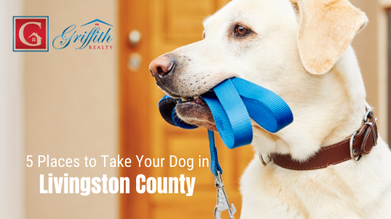 Places to Take Your Dog Livingston County